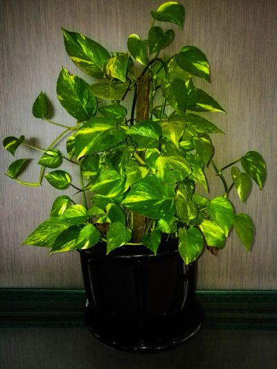 湿度室内植物