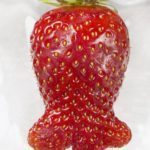 草莓畸形