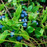 矮树丛蓝莓