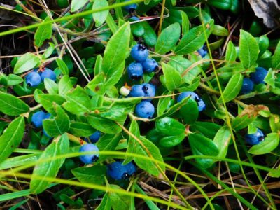 Lowbush蓝莓