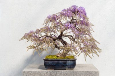 盆栽紫藤