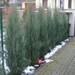JuniperusScopulorumSkyrocket
