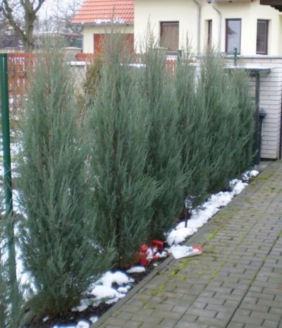 JuniperusScopulorumSkyrocket