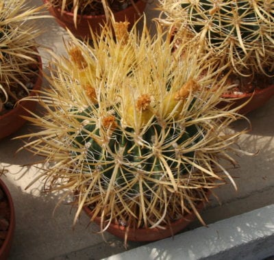 Ferocactus chrysacanthus 2