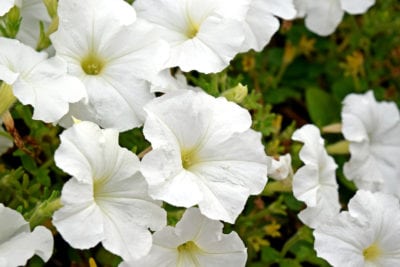 白色喇叭花