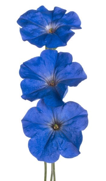 蓝色喇叭花