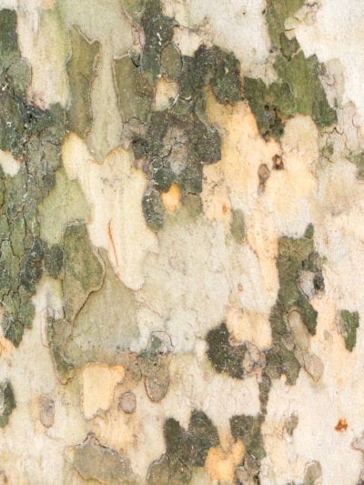 平面树的木头