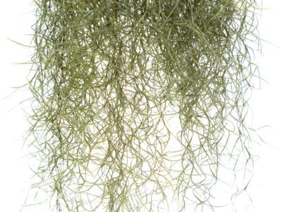西班牙苔藓