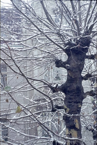 平面树冬天