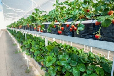 草莓在温室里