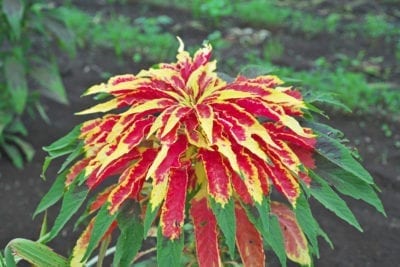 Amaranthus Tricolor.
