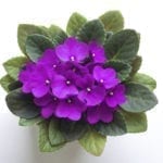 非洲紫罗兰花朵