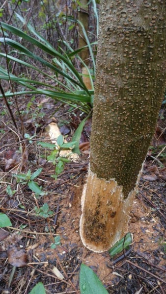 啮齿动物对树木的伤害