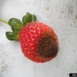 草莓炭疽病
