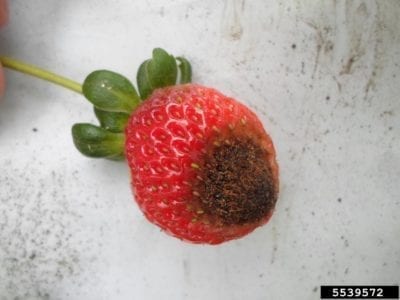 草莓炭疽病