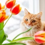 猫用花束