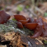 可食用的蘑菇木耳属