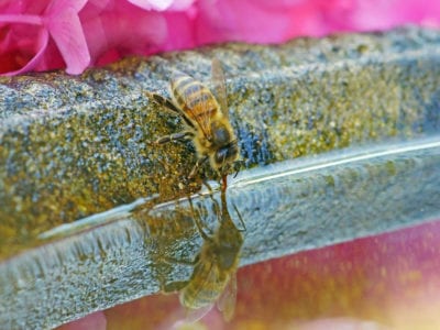 蜜蜂浴