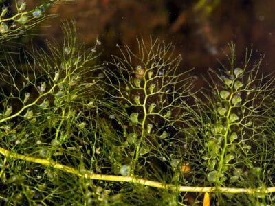 狸藻类植物