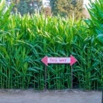 玉米迷宫