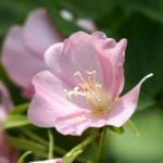 粉色dombeya花