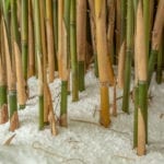 冬季竹子