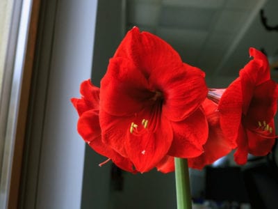 amaryllis花
