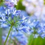 蓝色Agapanthus花