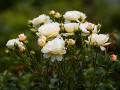 白玫瑰丛