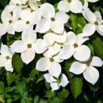Cornus Kousa花卉