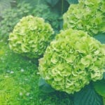 绿色绣球花