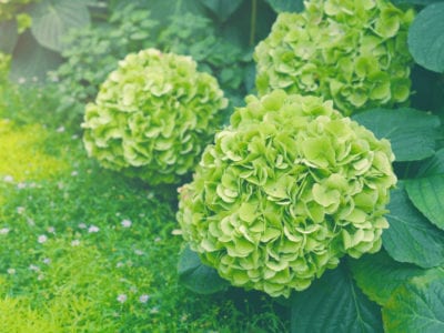 绿色绣球花
