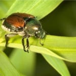 日本甲虫1