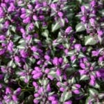 lamium maculatumpurple花