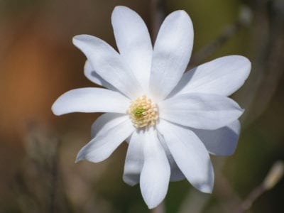 木兰白花
