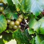 麝香青葡萄