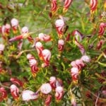 Okisaris versicolor花朵