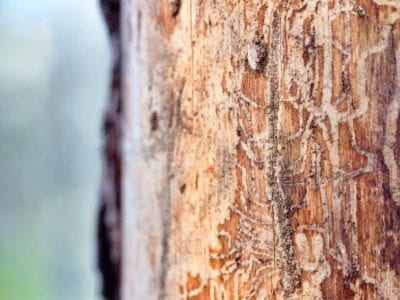 松树甲虫感染
