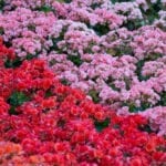 粉红色和红色的海棠花