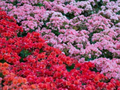 粉红色和红色秋海棠花