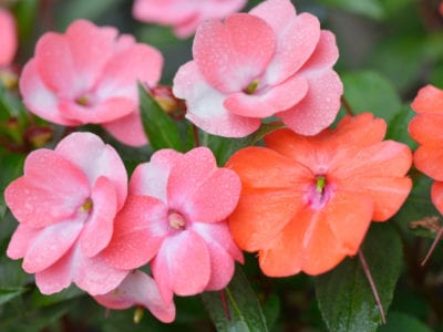 粉红色的凤仙花属植物