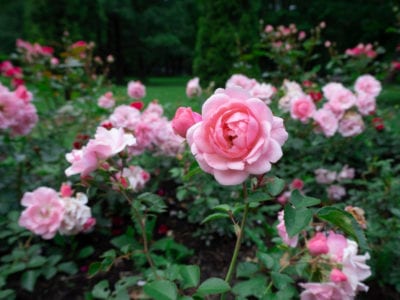 粉红色的茶玫瑰