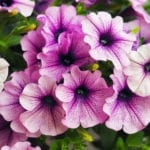 紫色喇叭花花