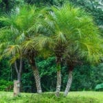Pygmy Date Palm.