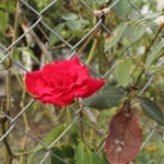 铁丝篱笆里的红玫瑰