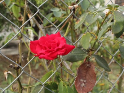 在铁丝网的红色玫瑰