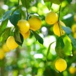 柠檬树上成熟的柠檬