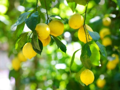 在柠檬树的成熟柠檬