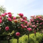 花园里的玫瑰树