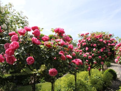 玫瑰树在花园里